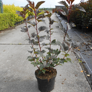 Physocarpus Opulifolius Diabolo (Ninebark)